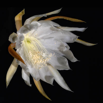The Night-Blooming Orchid Cactus
